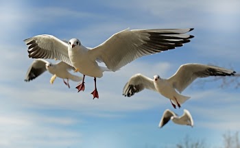 White and Grey Flying Bird