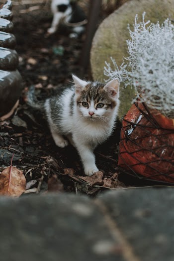 White and Grey Kitten