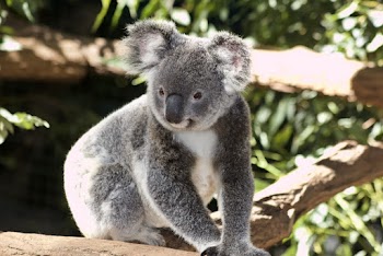 White And Grey Koala 