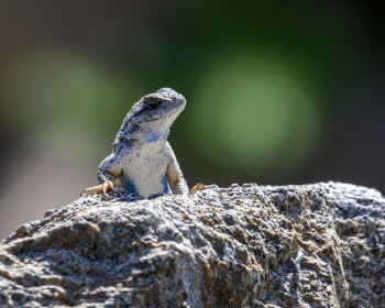 White and Grey Lizard on Grey Rock