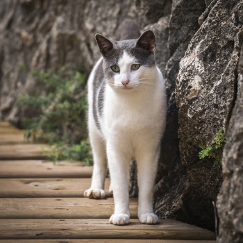 White and Grey Short Fur Cat Beside Grey Rock during Daytime