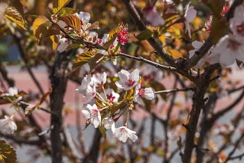 White and Maroon Flowered Tree in Bloom