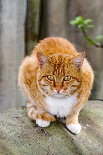 White and Orange Cat on Green Metal Barrel