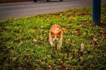 White and Orange Cat Walking on Green Grass during Dayime