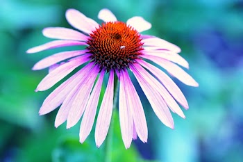 White and Orange Clustered Petaled Flower