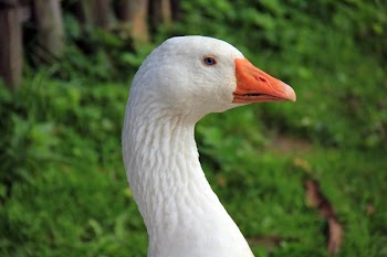 White and Orange Goose