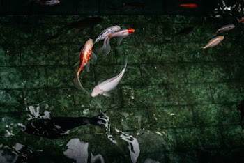 White and Orange Koi Fish