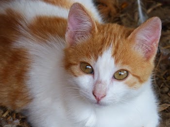 White and Orange Tabby Cat
