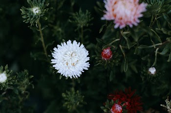 White and Pink Chrysanthemums Closeup Photography