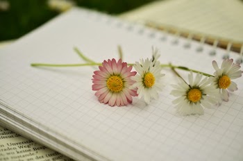 White and Pink Daisy Flower on a White Notebook