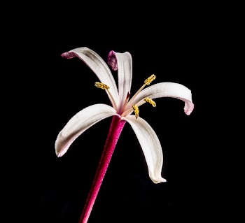 White and Pink Flower