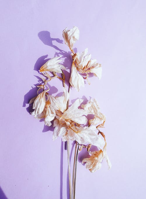 White and Pink Flower on Pink Wall · Free Stock Photo