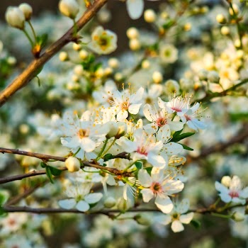 White and Pink Flower Plant