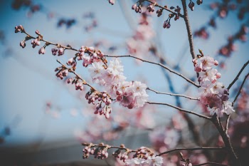 White and Pink Flowers