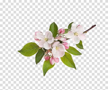 White and pink flowers, Apple Flower, Pink apple flower transparent background PNG clipart