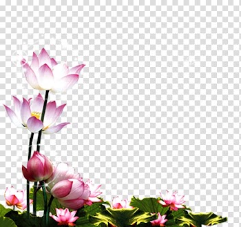 White-and-pink lotus flower illustration, Mooncake Mid-Autumn Festival POP, Lotus Lotus transparent background PNG clipart