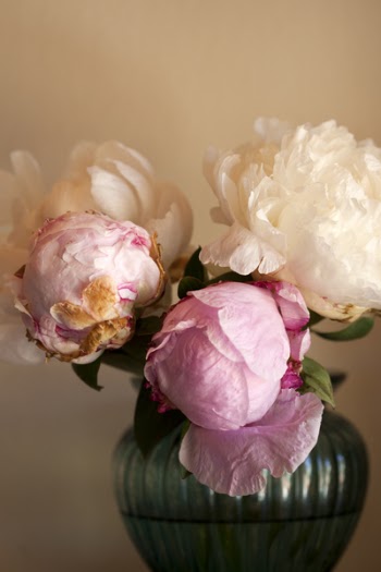 White And Pink Peony Flower 