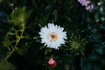 White and Pink Petaled Flowers