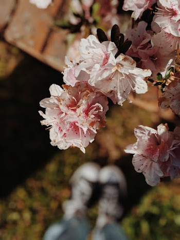 White and Pink-petaled Flowers