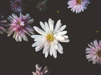 White and Pink Petaled Flowers in Bloom