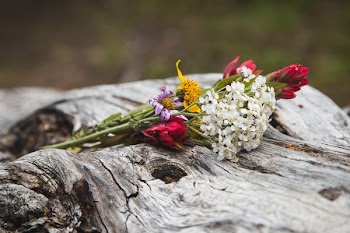 white and pink petaled flowers on wood log