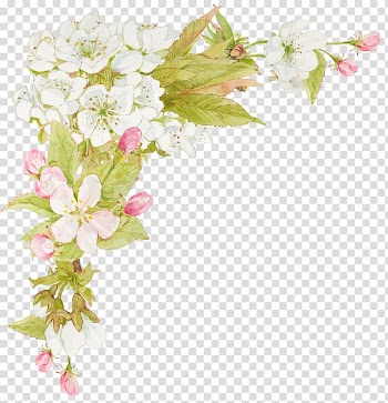 White and pink petaled flowers painting, Flower Watercolor painting Floral design, jasmine flowers transparent background PNG clipart