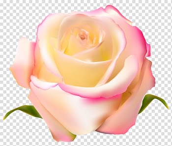White and pink rose illustration, Garden roses Beach rose Centifolia roses, Rose transparent background PNG clipart