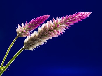 White and Purple Clustered Elongated Plant