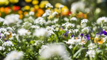 White and Purple Flower Field