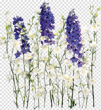 White and purple flowers, Flower , wisteria transparent background PNG clipart