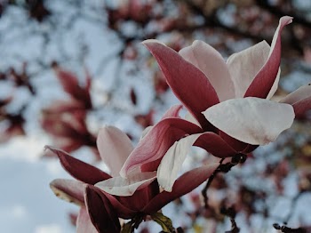 White and Red-petaled Flowers