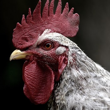 White and Red Rooster