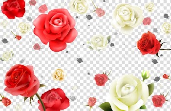 White and red roses illustration, Beach rose Flower White Petal, Red and white roses background material transparent background PNG clipart