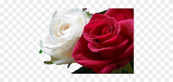 White And Red Roses Together - Roses Meme