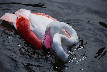 White and Red Swan on Body of Water
