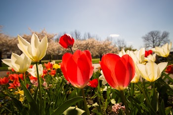 White and Red Tulips