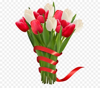 White and Red Tulips with Ribbon PNG Clipart Image 