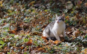 White and Tabby Cat