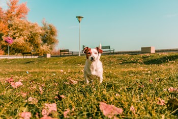 White and Tan Jack Russell Terrier on Grass Field during Day