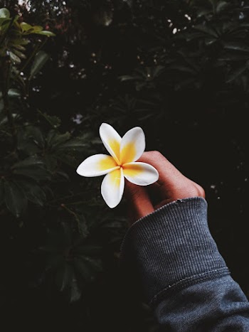 White And Yellow 5 Petaled Flower