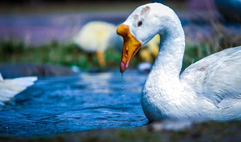 White and Yellow Duck on Body of Water