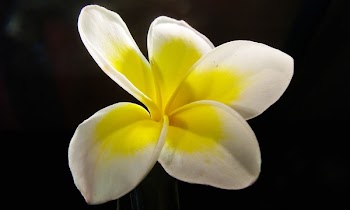 White and Yellow Flower
