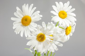 White and Yellow Flower