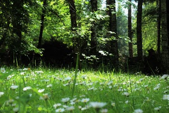 White and Yellow Flower on a Forest