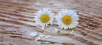White and Yellow Flower on Brown Surface