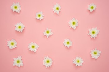 White and Yellow Flower on Pink Wall