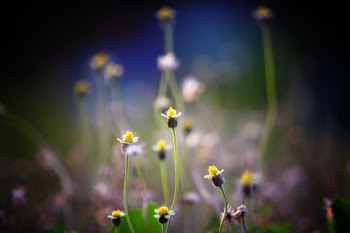 White and Yellow Flowers