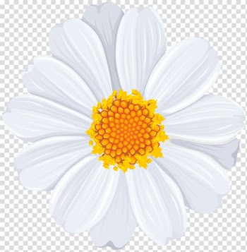 White and yellow petaled flower , Common daisy , White Daisy transparent background PNG clipart
