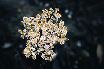 white and yellow petaled flower in selective focus photography