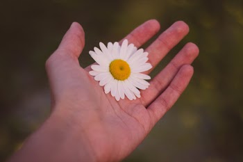 White and Yellow Petaled Flower on Human Palm